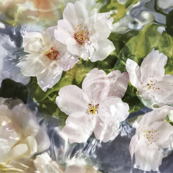 Aqua Allegoria Flora Cherrysia Туалетная вода