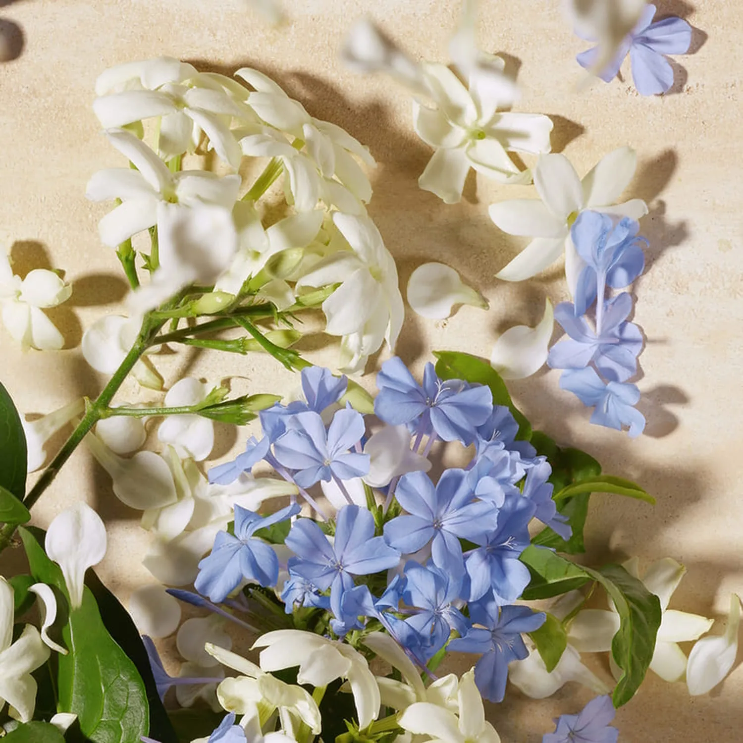 DOLCE BLUE JASMINE Парфюмерная вода