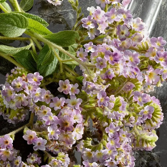 Q BY DOLCE&GABBANA INTENSE Парфюмерная вода