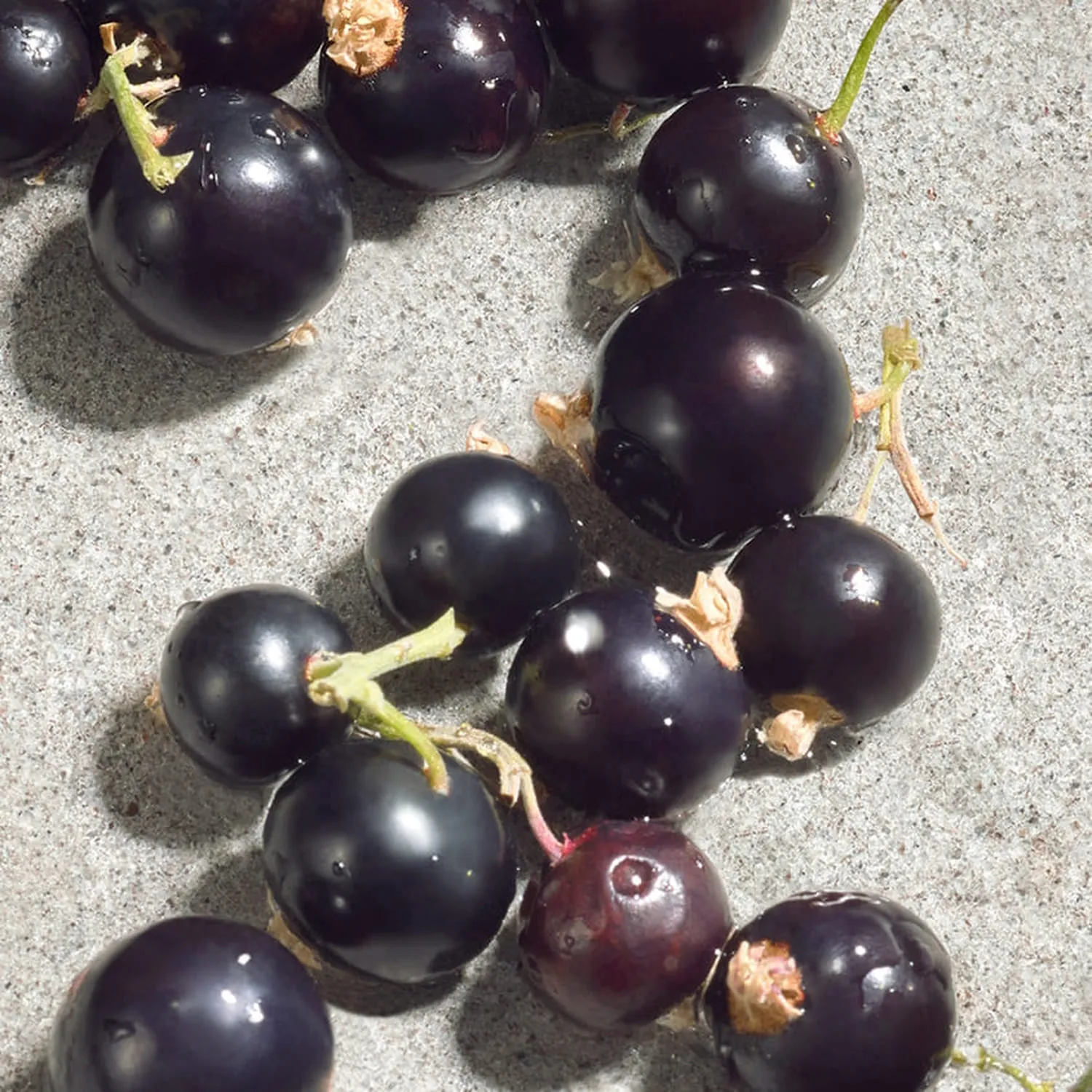 DOLCE VIOLET Туалетная вода DOLCE VIOLET Туалетная вода