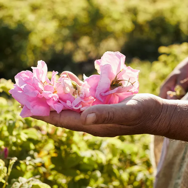 Aqua Allegoria Harvest Rosa Rossa Туалетная вода
