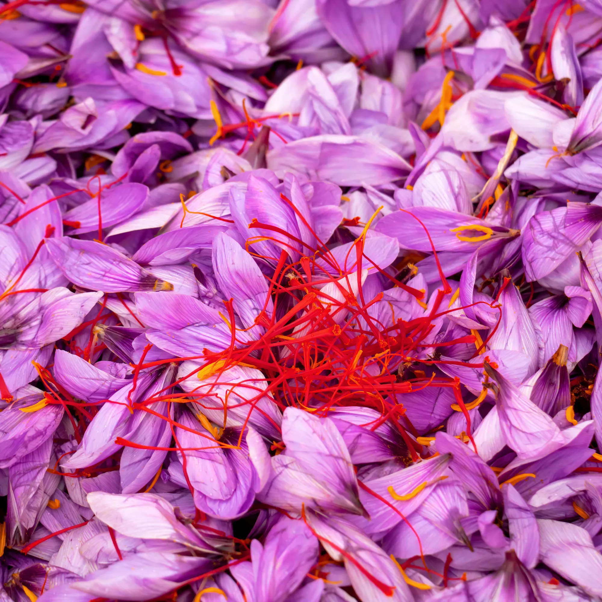 CRYSTAL SAFFRON Парфюмерная вода 