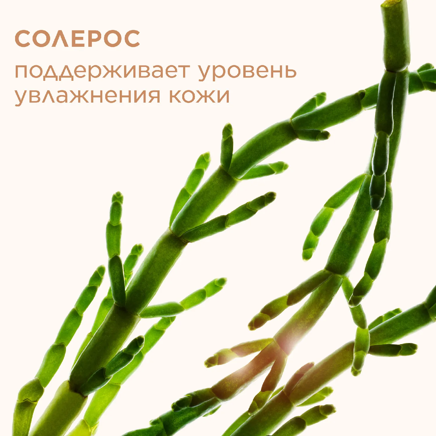 Ever Matte Матирующая компактная пудра