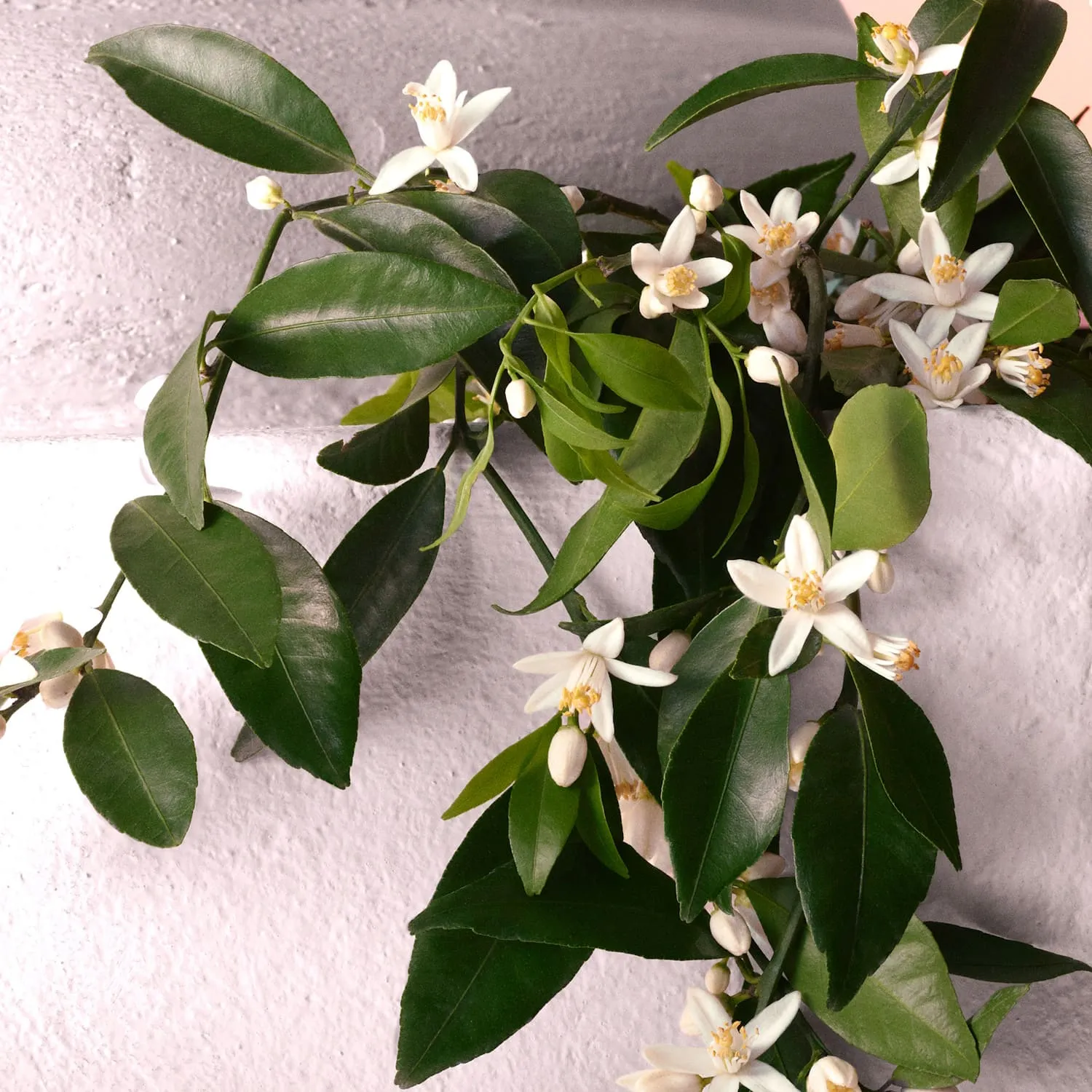 DEVOTION INTENSE Парфюмерная вода DEVOTION INTENSE Парфюмерная вода