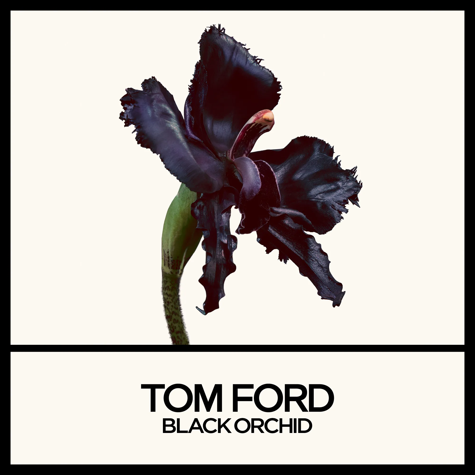 Black Orchid Reserve Духи