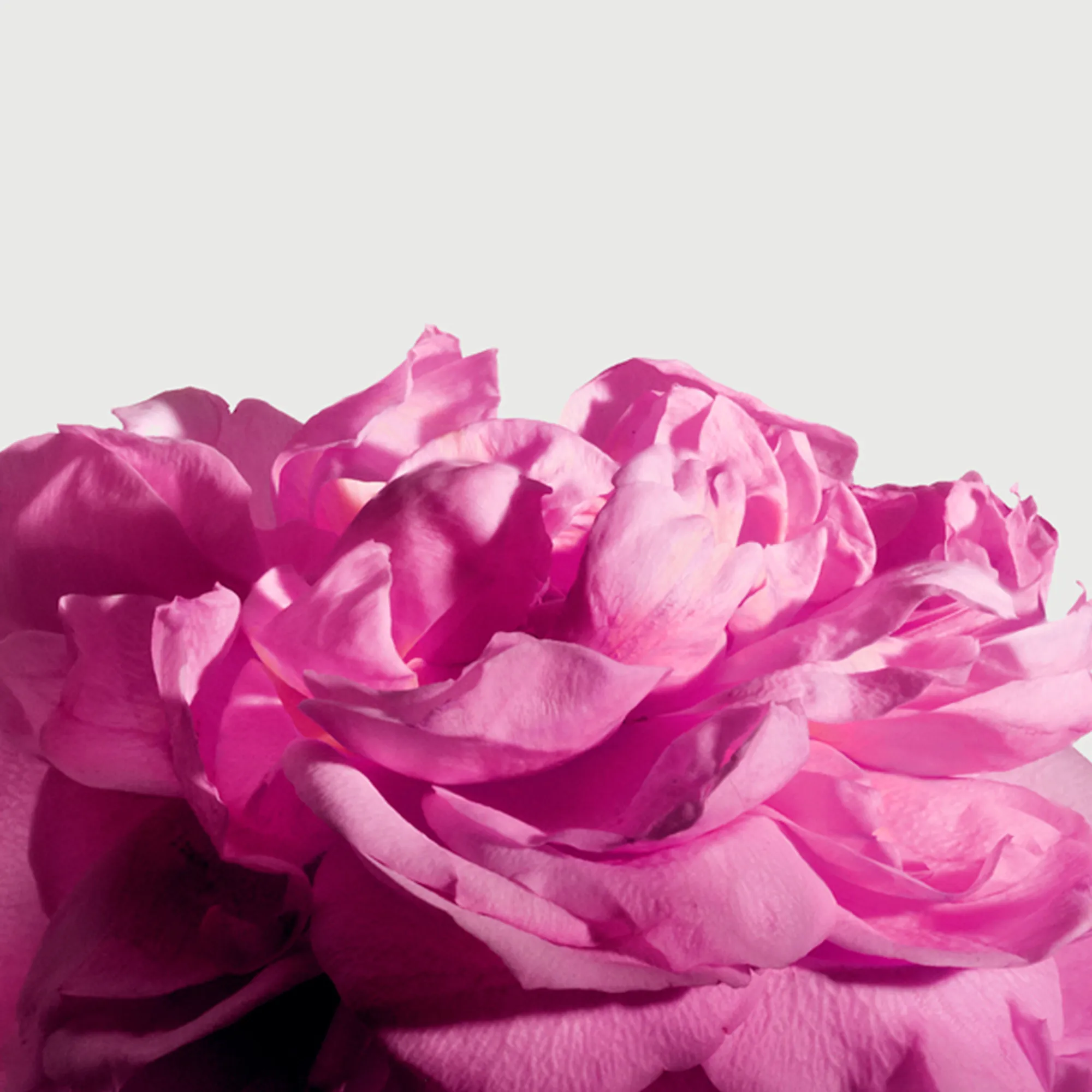 RADICAL ROSE Парфюмерный экстракт