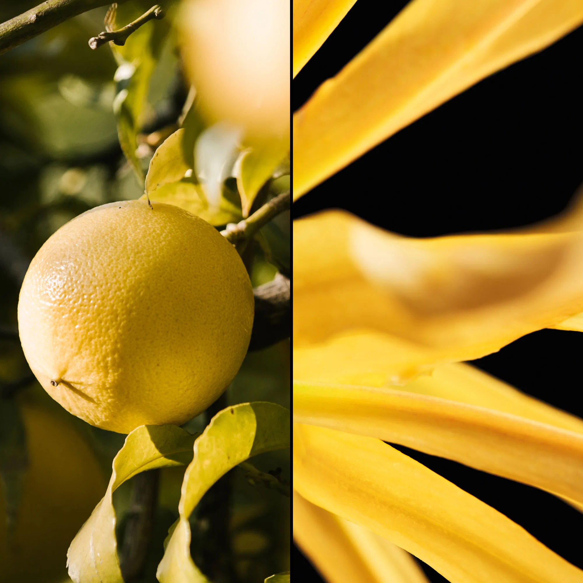 Terracotta Туалетная вода 