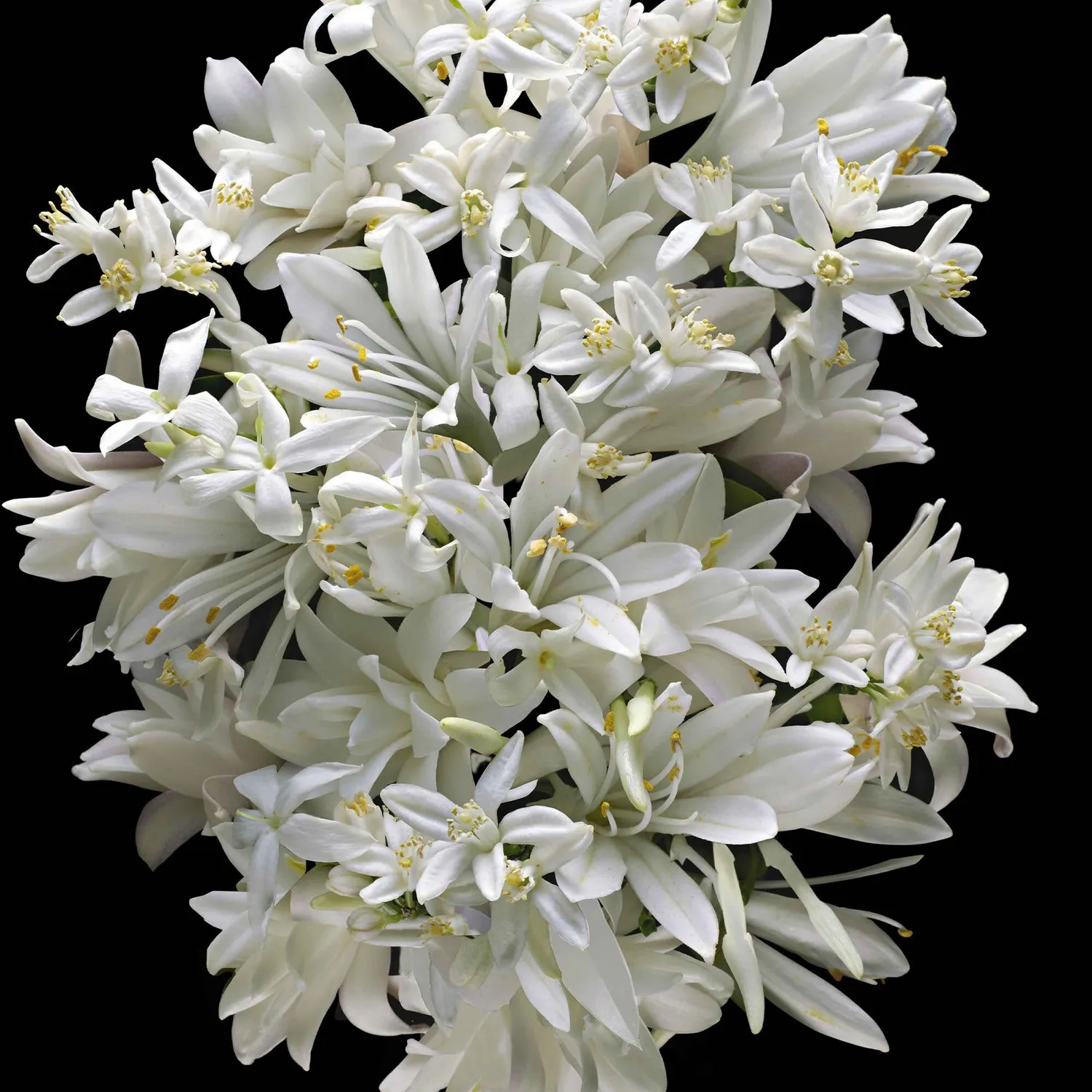 Good Girl Gone Bad Парфюмерная вода