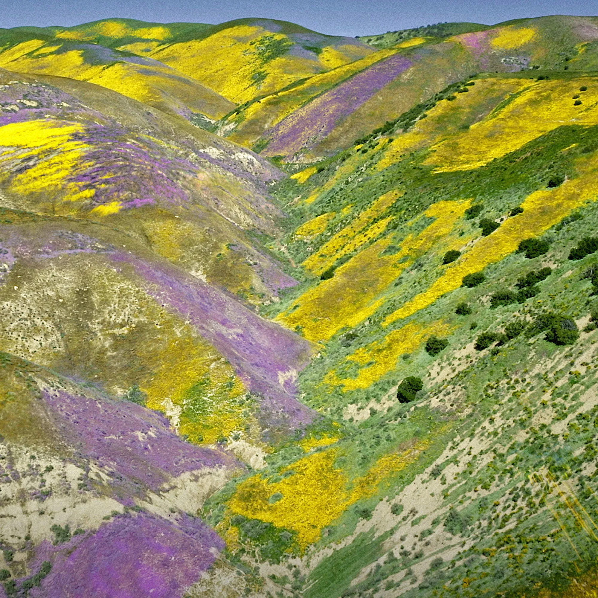 Aqua Allegoria Florabloom Туалетная вода