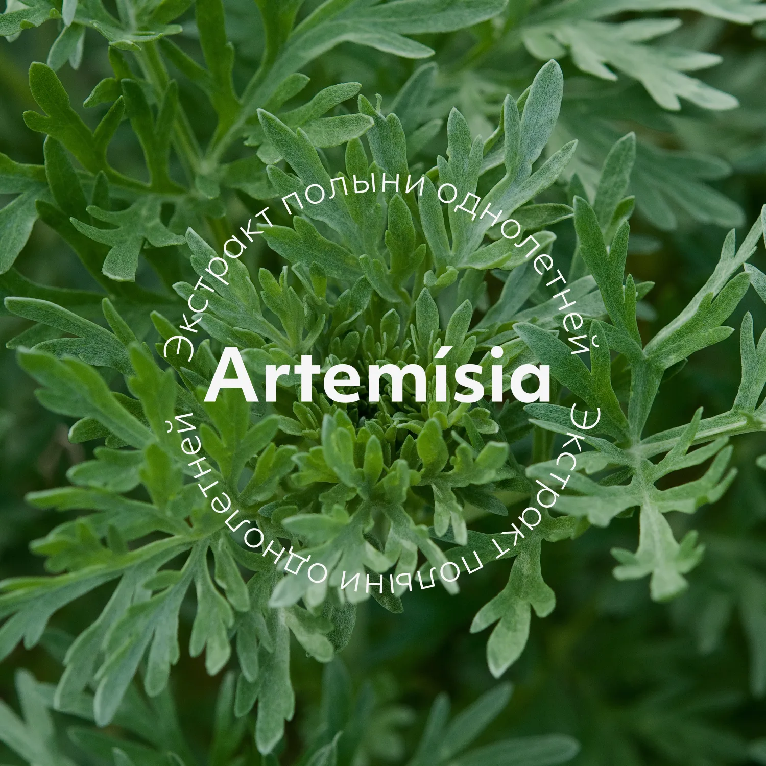 Artemisia Calming Набор