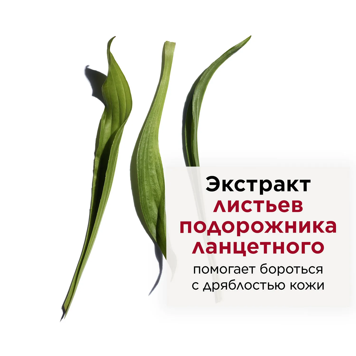 Multi-Intensive Восстанавливающая сыворотка интенсивного действия