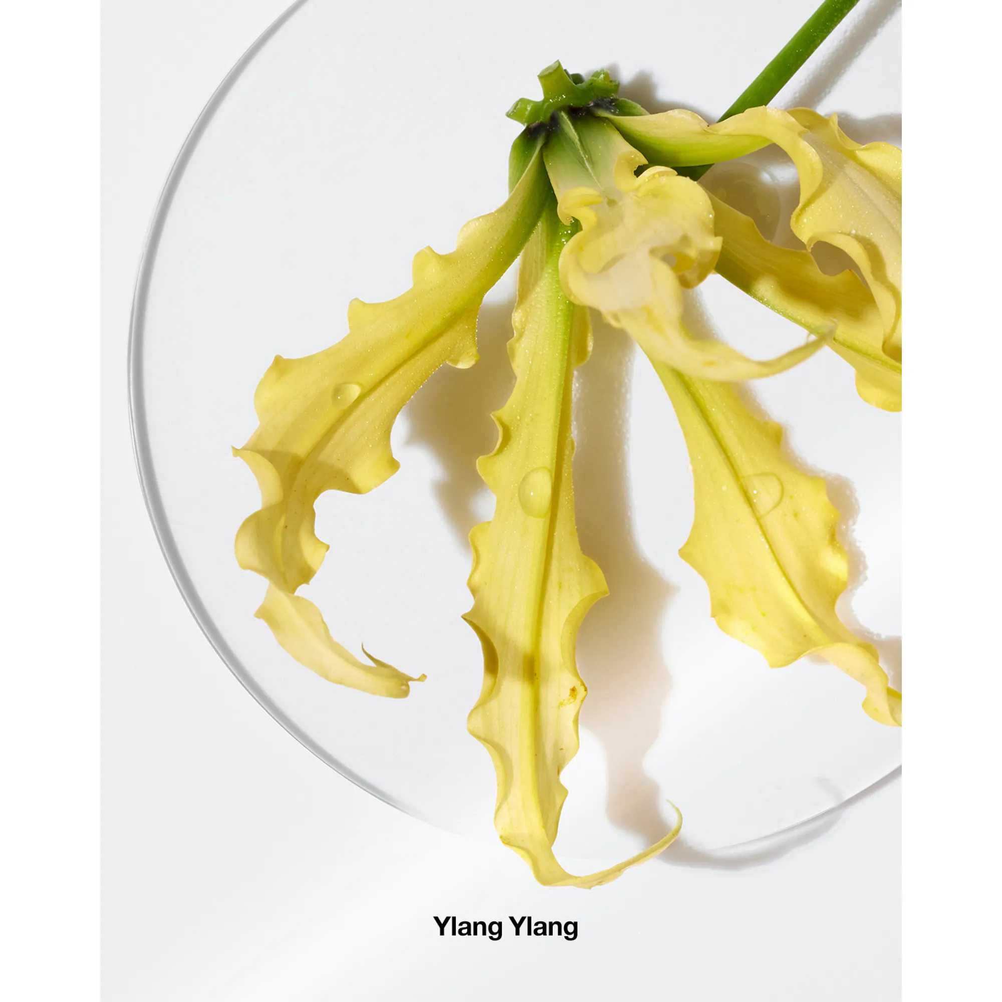 Aromatics Elixir Парфюмерная вода