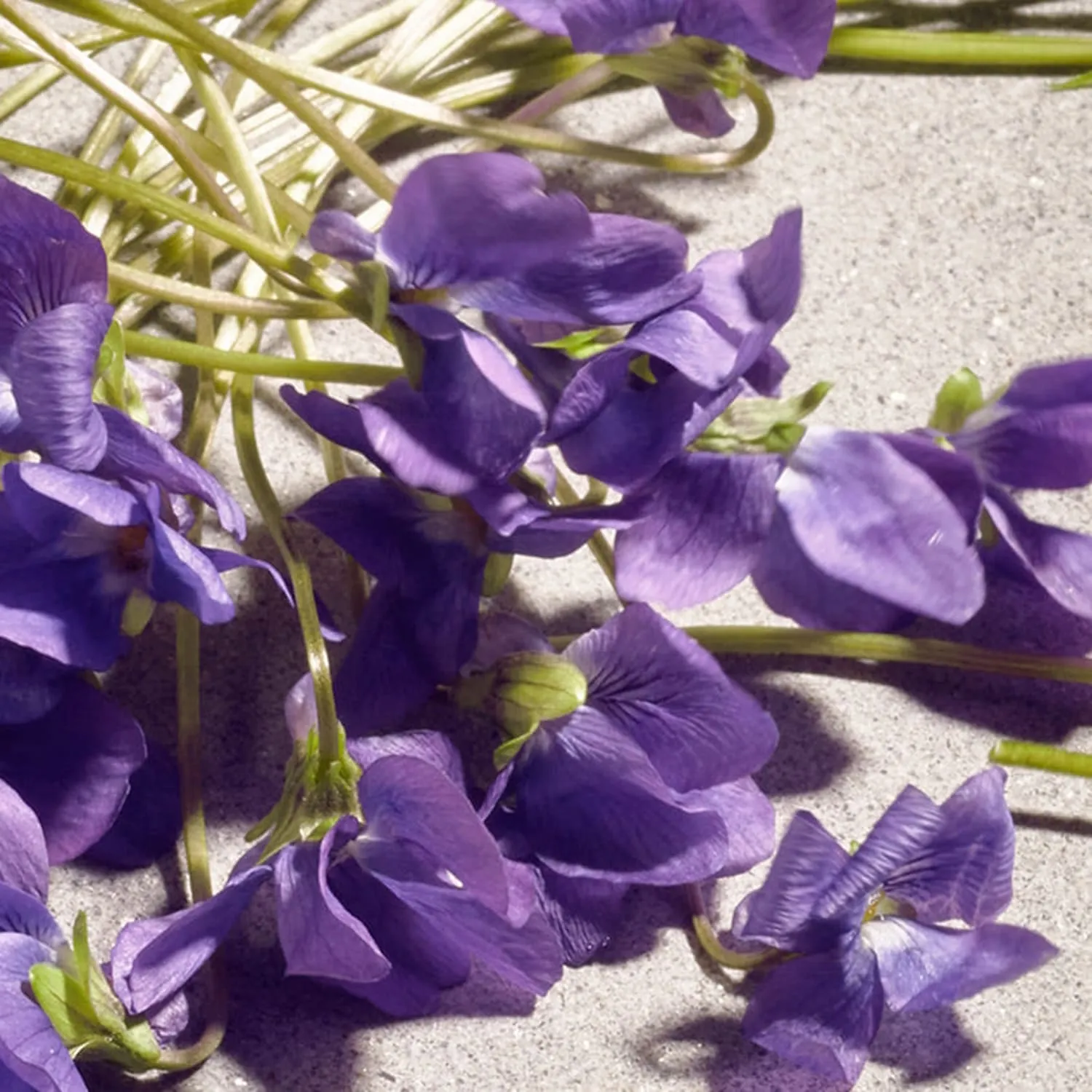 DOLCE VIOLET Туалетная вода